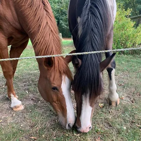 Gutshaus Schwarzenhof Appartement