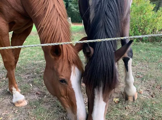 Gutshaus Schwarzenhof 아파트