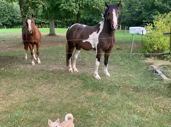 Gutshaus Schwarzenhof 아파트 다르군