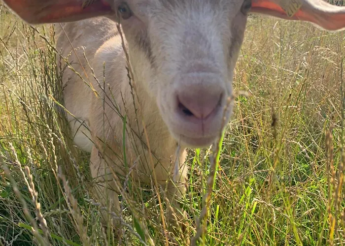 Apartman Gutshaus Schwarzenhof *